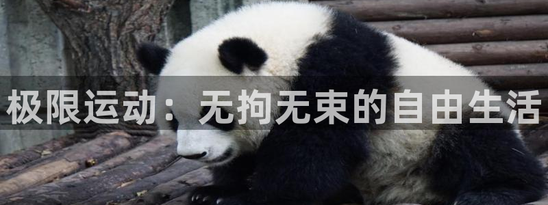 德国JJB竞技宝官方正版app集团:极限运动:无拘无束的自由